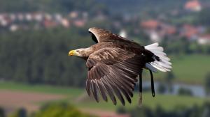 Eagle flying wallpaper thumb