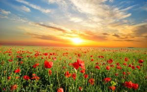 Poppies flowers field, beautiful sunset wallpaper thumb
