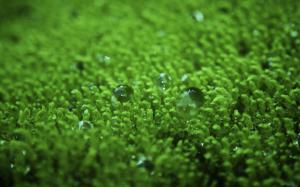Macro Green Water Drops HD wallpaper thumb
