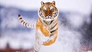 Animals, Tiger, Fur, Yellow Eyes, Snow, Winter, Photography wallpaper thumb