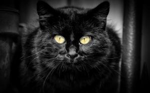 Black cat, yellow eyes, black background wallpaper thumb