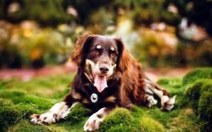 Long-haired dog in the grass wallpaper thumb