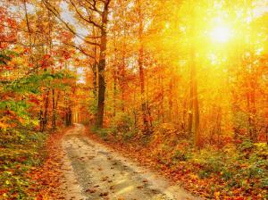 Autumn, forest, road, trees, red leaves, sunlight wallpaper thumb