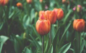 garden, orange, flora, tulips, beautiful , otany, desktop , desktop backgrounds , flowers wallpaper thumb