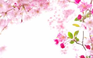 Sakura  Wide High Res Pics wallpaper thumb