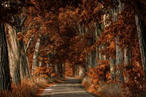 Nature, Landscape, Trees, Road, Shrubs, Fall wallpaper thumb