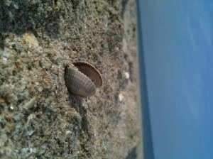 Sigle Seashell wallpaper thumb