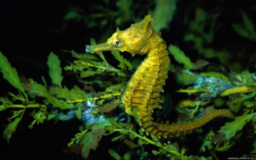 Animals Fishes Seahorse Plants Leaves Underwater Ocean Sea Life Nature For Android wallpaper,fishes HD wallpaper,android HD wallpaper,animals HD wallpaper,leaves HD wallpaper,life HD wallpaper,nature HD wallpaper,ocean HD wallpaper,plants HD wallpaper,seahorse HD wallpaper,underwater HD wallpaper,wallpaper HD wallpaper,1920x1200 wallpaper