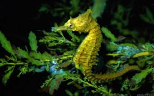 Animals Fishes Seahorse Plants Leaves Underwater Ocean Sea Life Nature For Android wallpaper thumb