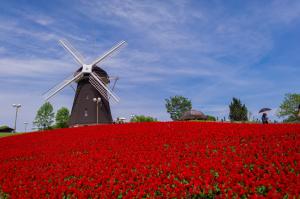 Flower Red Field Windmill For Mobile wallpaper thumb