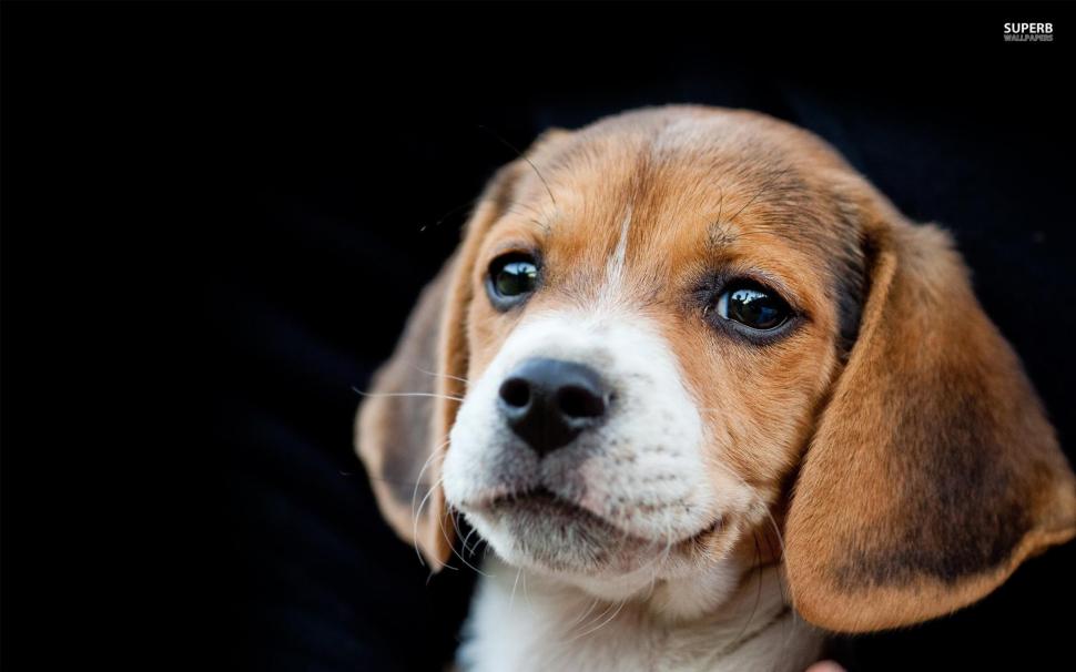 ~cute Beagle Puppy~ wallpaper,puppy HD wallpaper,sweet HD wallpaper,beagle HD wallpaper,cute HD wallpaper,precious HD wallpaper,adorable HD wallpaper,animal HD wallpaper,animals HD wallpaper,1920x1200 wallpaper