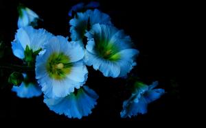Blue flowers, petals, mallow, black background wallpaper thumb