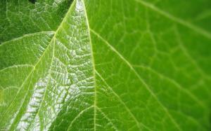 Green Macro Leaf HD wallpaper thumb