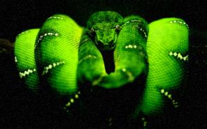 Midnight'green'tree'python wallpaper thumb