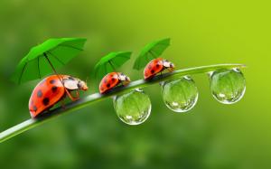 Ladybugs with Umbrellas wallpaper thumb