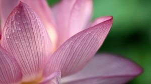 Beautiful Pink Lotus. wallpaper thumb