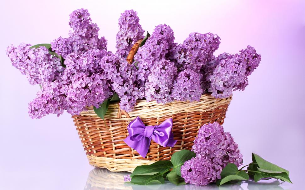 A basket of lilac flowers, bow, purple wallpaper,Basket HD wallpaper,Lilac HD wallpaper,Flowers HD wallpaper,Bow HD wallpaper,Purple HD wallpaper,2560x1600 wallpaper