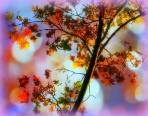 Magical Leaves Fall wallpaper thumb