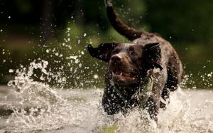 Dog running in the water wallpaper thumb