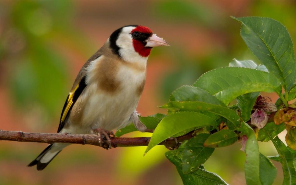 Goldfinch, bird, branches, leaves wallpaper,Goldfinch HD wallpaper,Bird HD wallpaper,Branches HD wallpaper,Leaves HD wallpaper,1920x1200 wallpaper