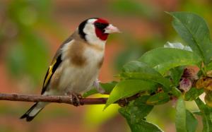 Goldfinch, bird, branches, leaves wallpaper thumb