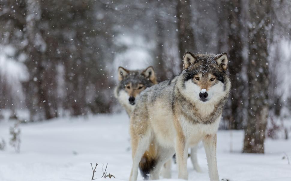 Wolves, eyes, winter, snow, trees, bokeh wallpaper | animals ...