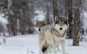 Wolves, eyes, winter, snow, trees, bokeh wallpaper thumb