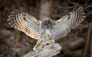 Bird photography, owl, wings, feathers wallpaper thumb