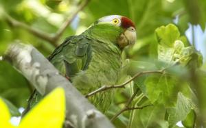 Amazon birds, green parrot wallpaper thumb