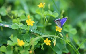 The breath of spring, yellow wildflowers and blue butterfly wallpaper thumb