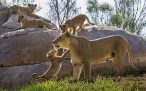 Lioness, cubs, stones wallpaper thumb