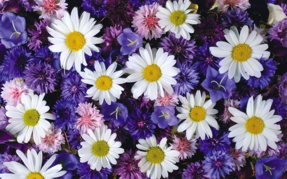 Cornflowers and daisies wallpaper | nature and landscape | Wallpaper Better