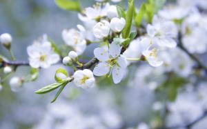 White apple flowers, buds, petals, twigs wallpaper thumb