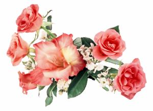Roses With A Gladioles wallpaper thumb