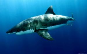 Great White Shark wallpaper thumb