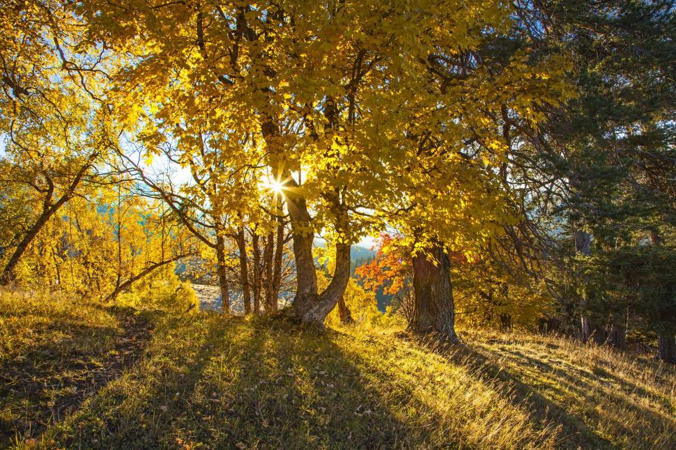 Seasons Autumn Trees Rays of light Nature wallpaper,nature HD wallpaper,seasons HD wallpaper,autumn HD wallpaper,trees HD wallpaper,rays of light HD wallpaper,1920x1280 wallpaper