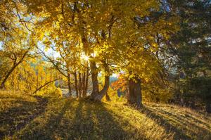 Seasons Autumn Trees Rays of light Nature wallpaper thumb