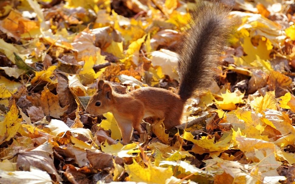 Squirrel on leaves wallpaper,squirrel HD wallpaper,Red HD wallpaper,bushy tail HD wallpaper,leaves HD wallpaper,Autumn HD wallpaper,2560x1601 wallpaper