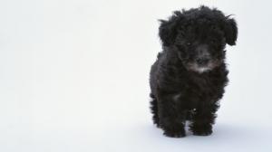 Lonely Curly Puppy wallpaper thumb