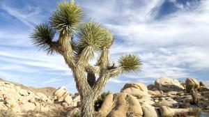 Desert Rocks Cactus wallpaper thumb