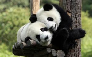 Panda's in Love Background wallpaper thumb