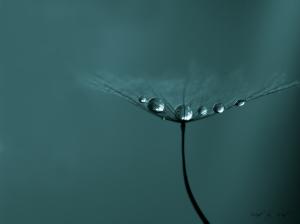 Dew on Dandelion wallpaper thumb