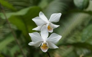 White Orchids wallpaper thumb
