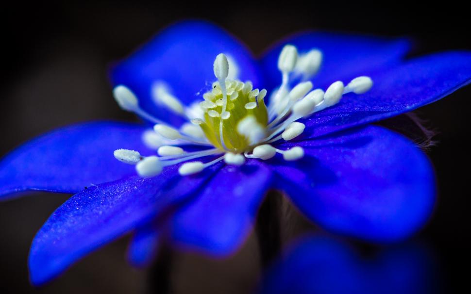 Blue flower close-up, petals, stamens wallpaper,Blue HD wallpaper,Flower HD wallpaper,Petals HD wallpaper,Stamens HD wallpaper,2560x1600 wallpaper
