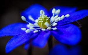 Blue flower close-up, petals, stamens wallpaper thumb