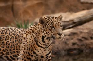 Jaguar Wild Cat Photo Gallery wallpaper thumb
