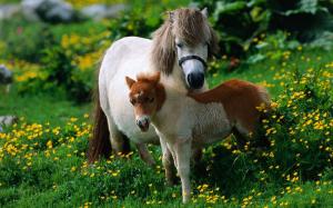 Animals close-up, horse, foal, grass wallpaper thumb