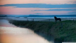 Horse In The Morning Mist wallpaper thumb