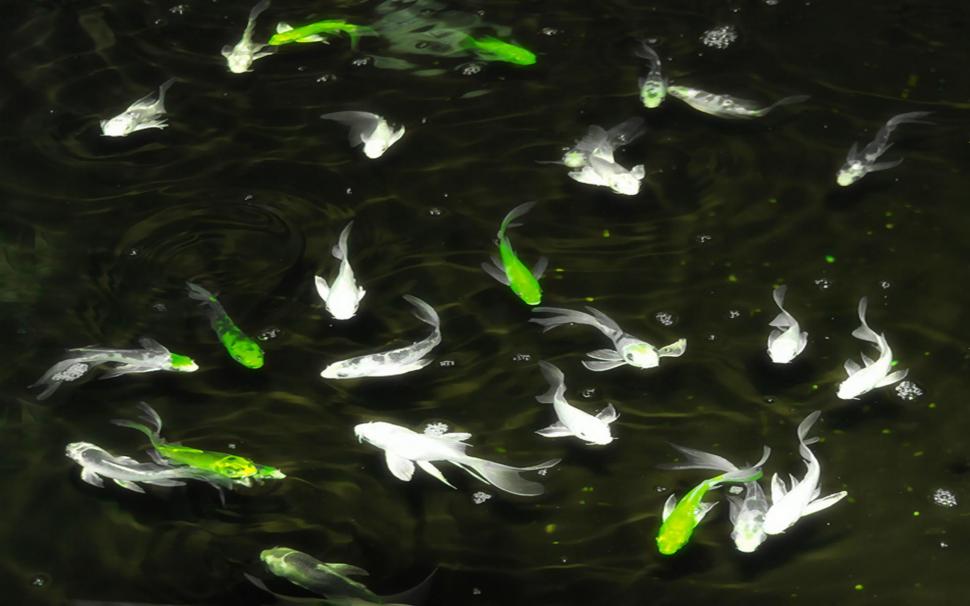 Little Fishes wallpaper,abstract HD wallpaper,other HD wallpaper,3d & abstract HD wallpaper,1920x1200 wallpaper