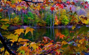 Autumn Leaves A Lake wallpaper thumb